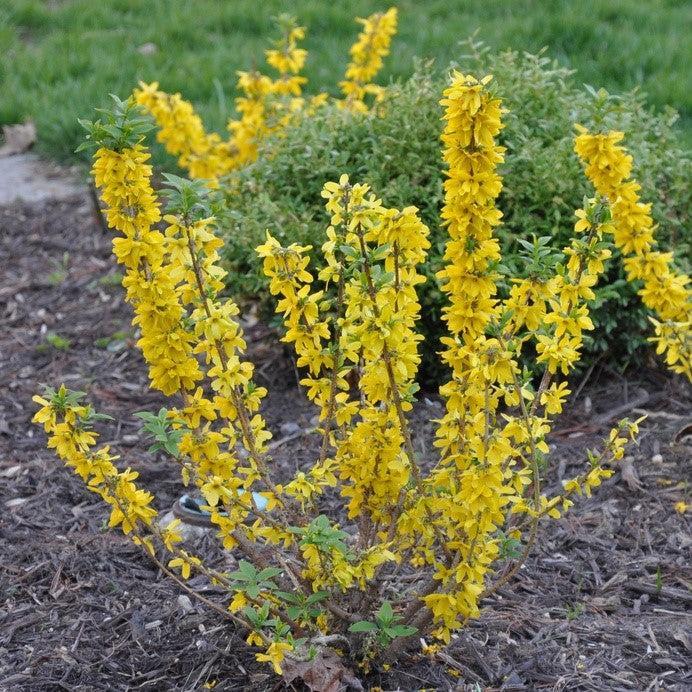 Forsythia x intermedia 'Kolgold' ~ Magical® Gold Forsythia