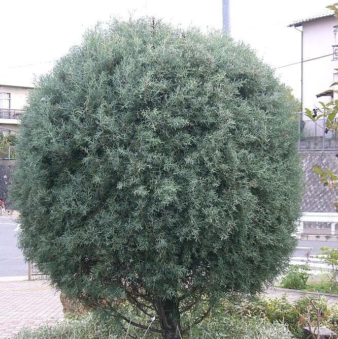 Cupressus arizonica glabra 'Blue Ice' ~ Blue Ice Arizona Cypress