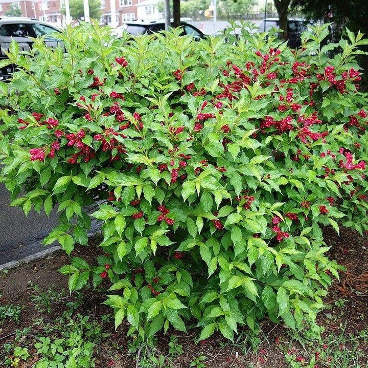 Weigela florida 'Verweig 6' ~ Sonic Bloom® Red Weigela