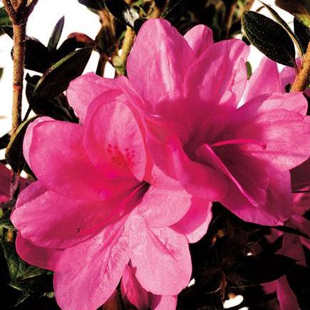 Rododendro 'Conles' ~ Encore® Autumn Empress™ Azalea