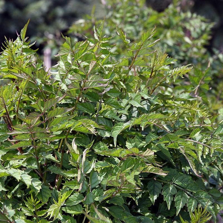 Campsis x tagliabuana 'Madame Galen' ~ Madame Galen Trumpet Creeper