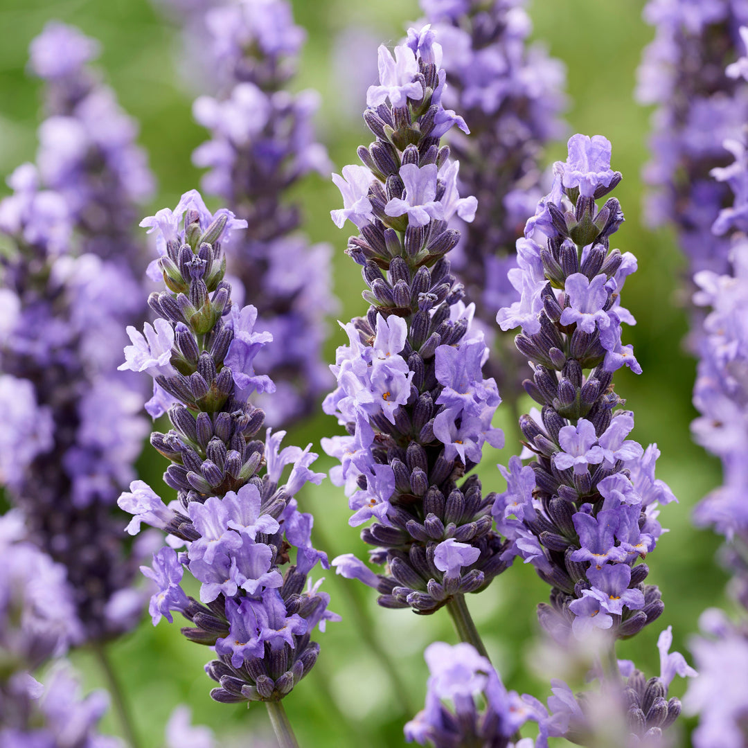 Lavandula x intermedia 'Tesseract' ~ Sensational!® Lavender