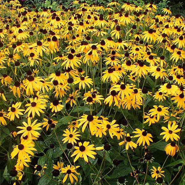 Rudbeckia fulgida 'Goldsturm' ~ Black-Eyed Susan