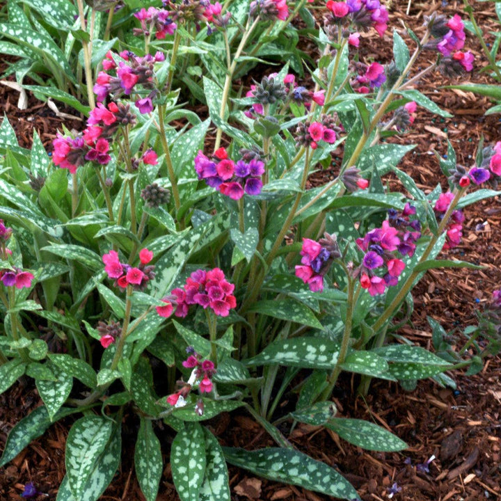 Pulmonaria 'Raspberry Splash' ~ Raspberry Splash Lungwort