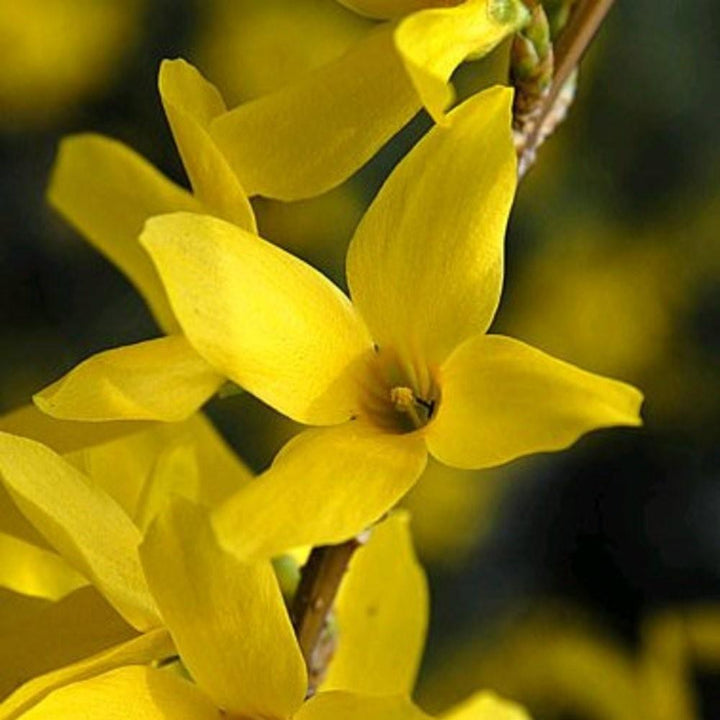 Forsythia x intermedia 'Kolgold' ~ Magical® Gold Forsythia