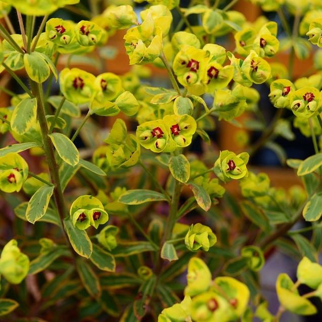 Euphorbia x martinii 'Ascot Rainbow' ~ Ascot Rainbow Spurge