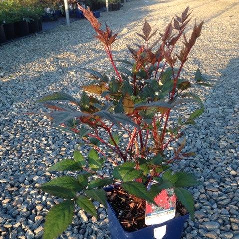 Astilbe japonica 'Red Sentinel' ~ Red Sentinel Astilbe