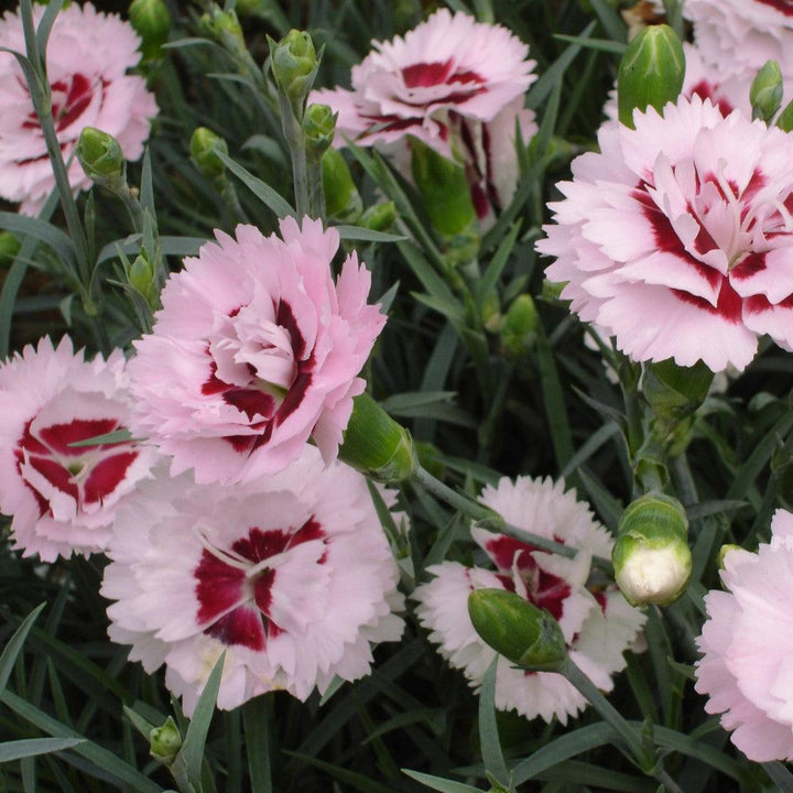 Dianthus x 'Devon Yolande' ~ Scent First® Raspberry Surprise Dianthus