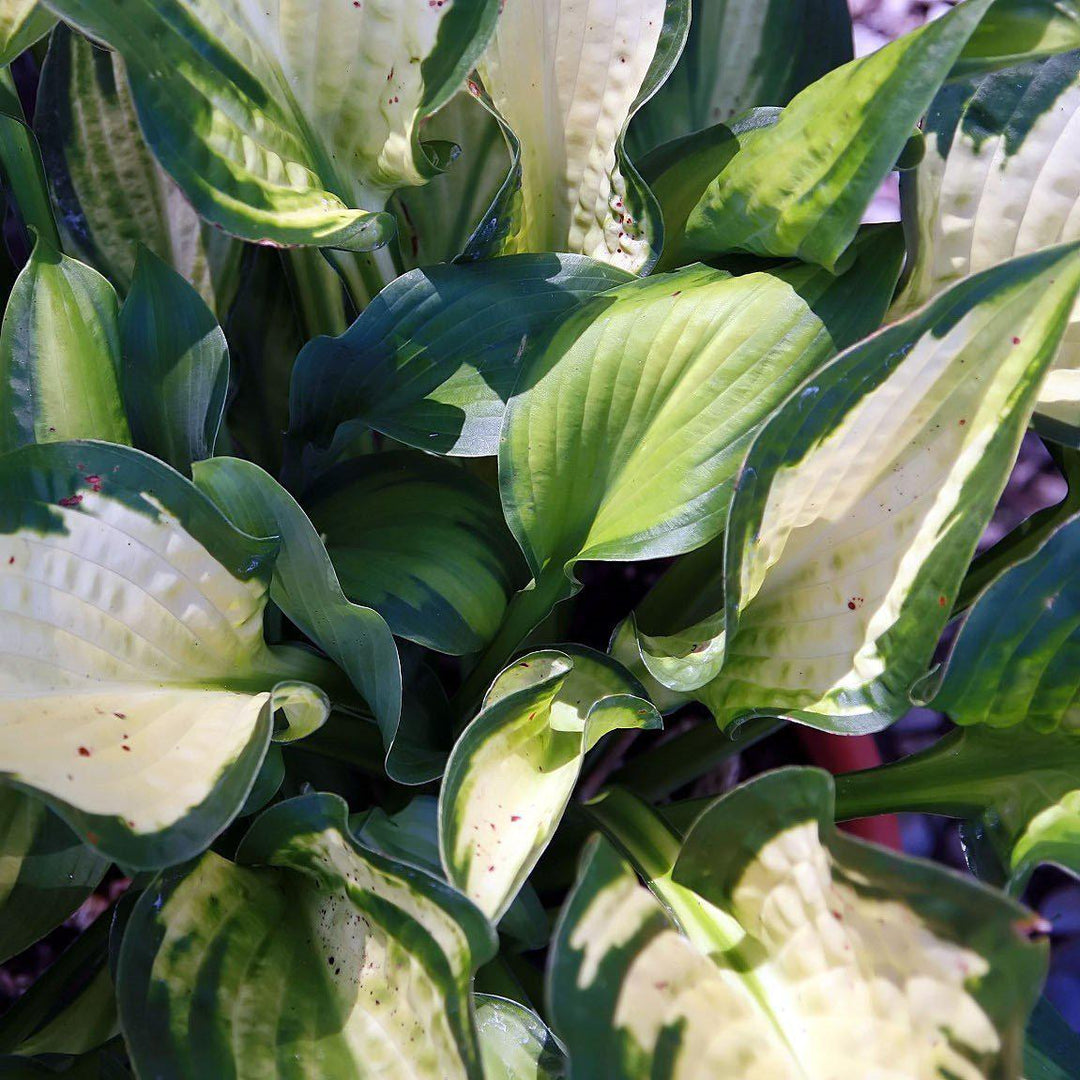 Hosta x 'Paul's Glory' ~ Paul's Glory Hosta