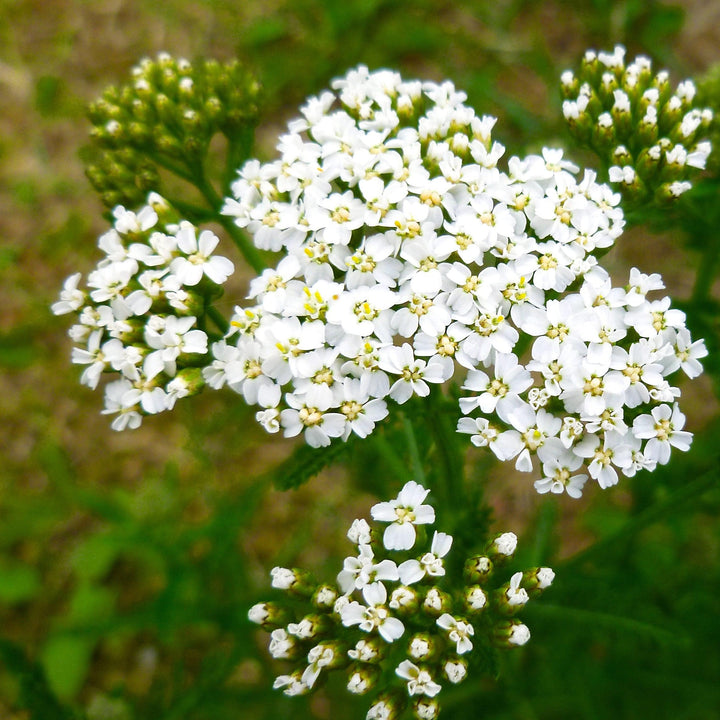 Achillea millefolium 'Balvinwite' PP25711 ~ New Vintage™ White Yarrow