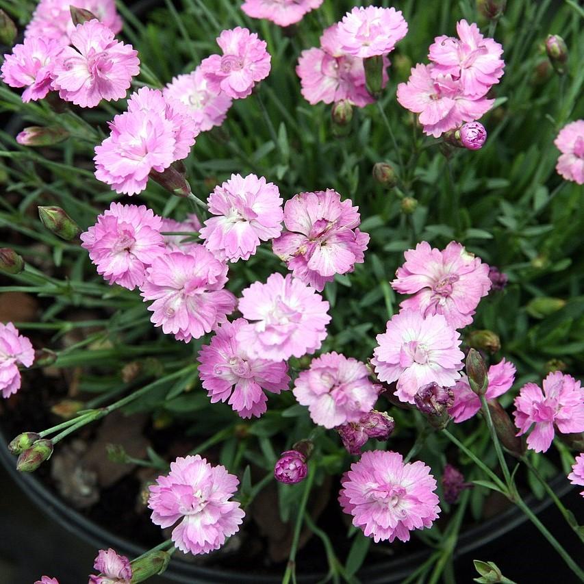 Dianthus gratianopolitanus 'Tiny Rubies' ~ Tiny Rubies Dianthus, Cheddar Pinks