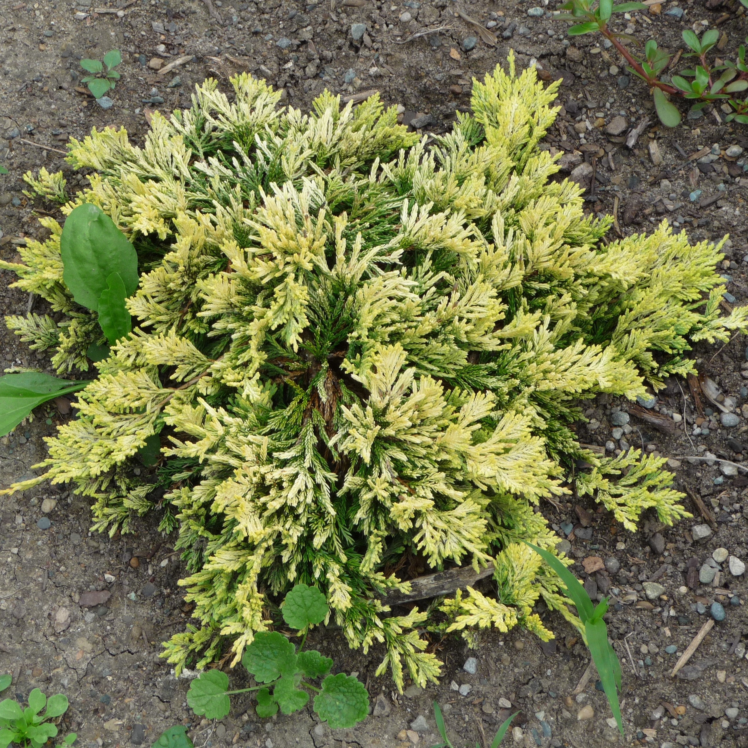 Juniperus horizontalis 'Mother Lode' ~ Mother Lode Creeping