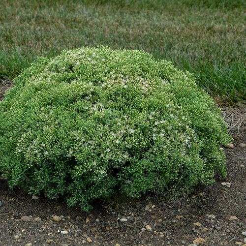 Sedum 'Bundle of Joy' ~ Rock 'N Round® Bundle of Joy Stonecrop