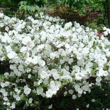 Rhododendron ‘Hardy Gardenia' ~ 'Hardy Gardenia' Azalea