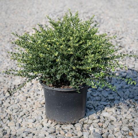 Ilex crenata 'Helleri' ~ Helleri Acebo japonés