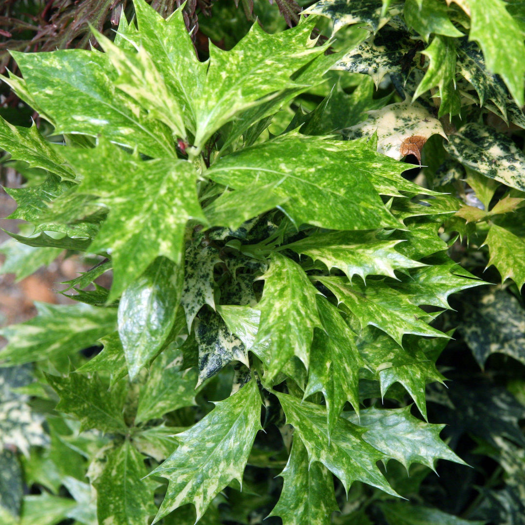 Osmanthus heterophyllus 'Goshiki' ~ Goshiki Falso Acebo