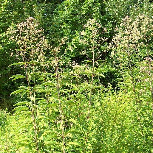 Eupatoriadelphus fistulosa ~ Hollow Stem Joe Pye Weed