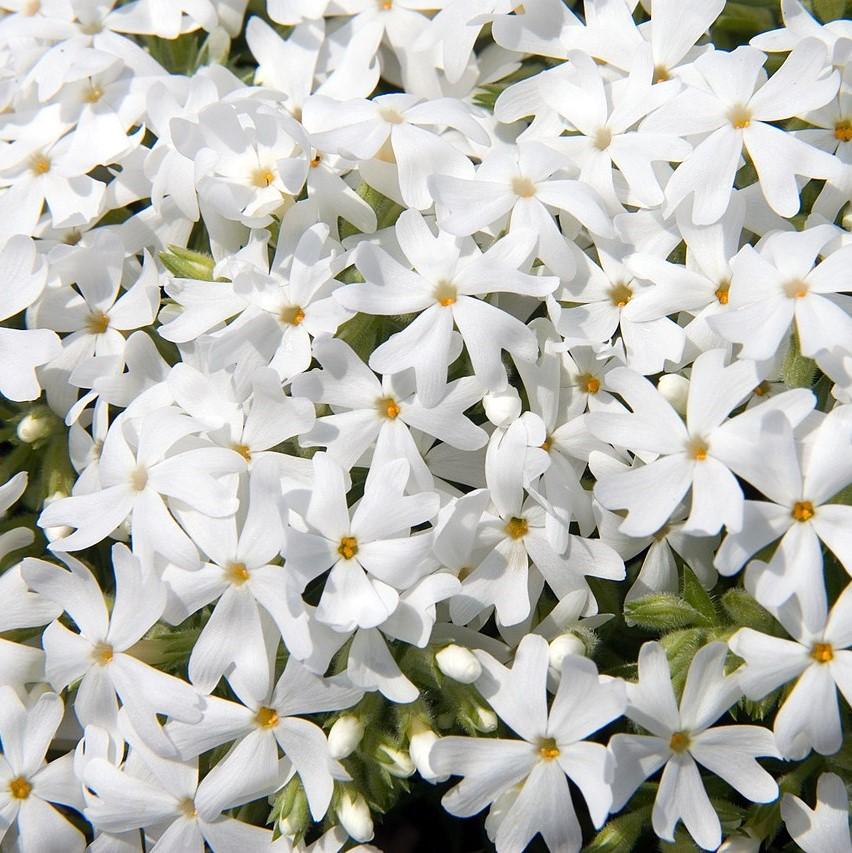 Phlox subulata 'Snowflake' ~ Snowflake Creeping Phlox