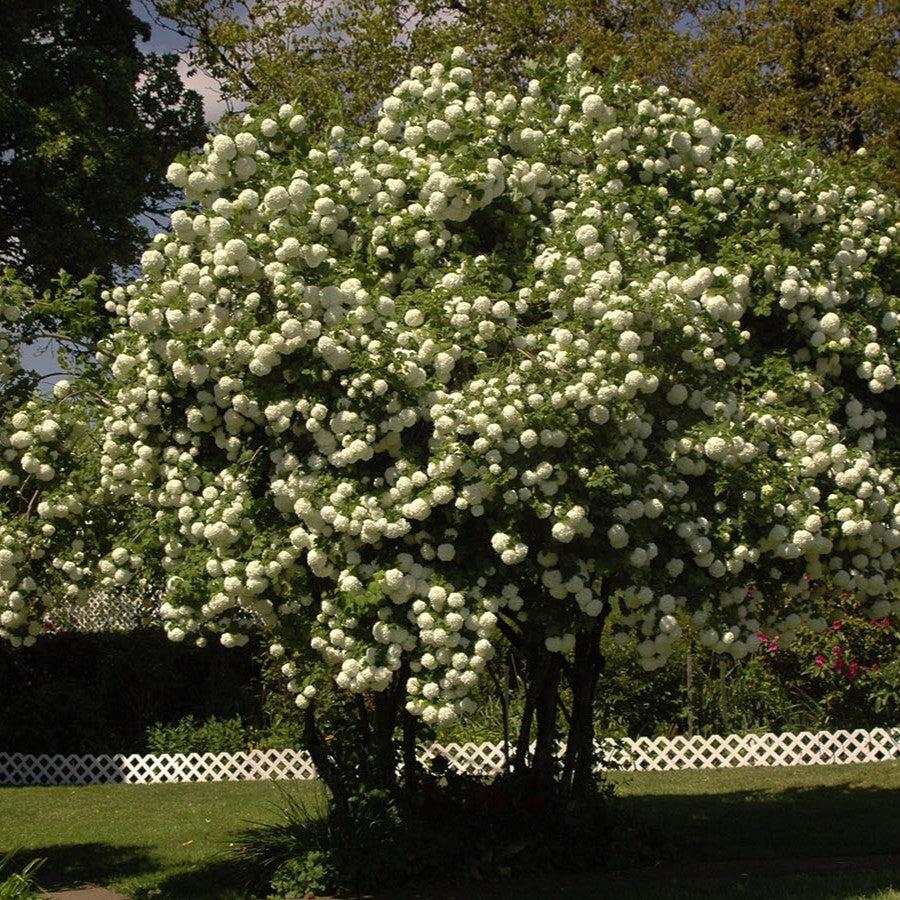 Viburnum opulus 'Roseum' ~ Eastern Snowball