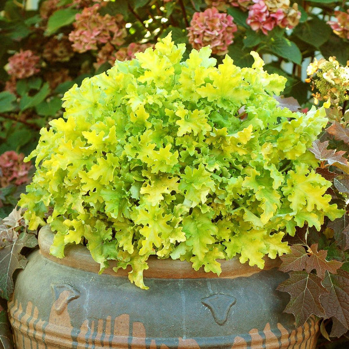 Heuchera ‘Lime Marmalade’ ~ Lime Marmalade Heuchera