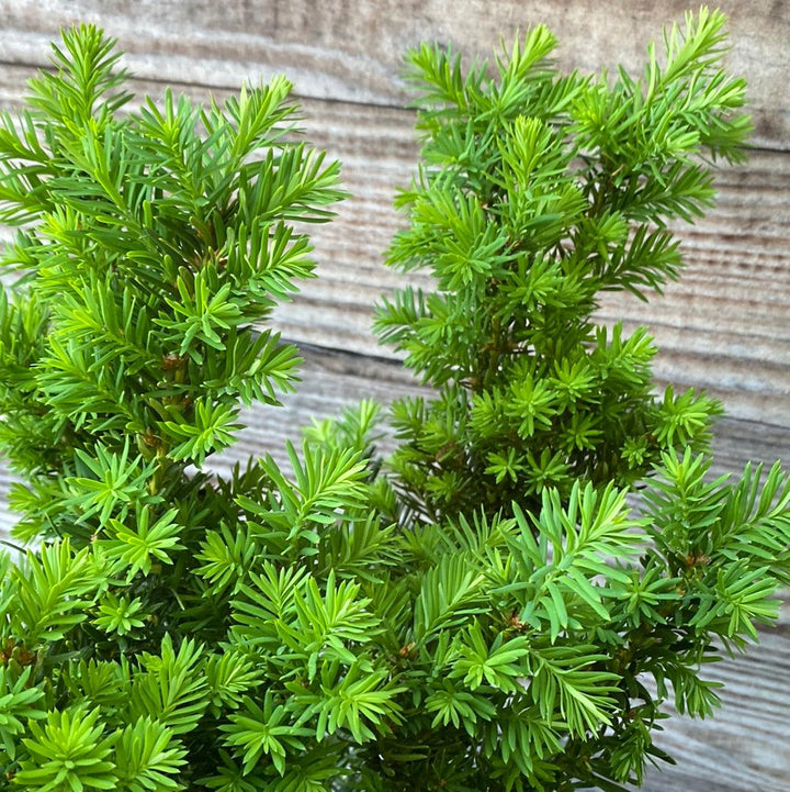 Taxus x media 'Densiformis' ~ Tejo denso y extendido