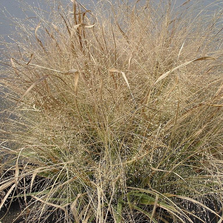 Eragrostis spectabilis ~ Purple Lovegrass