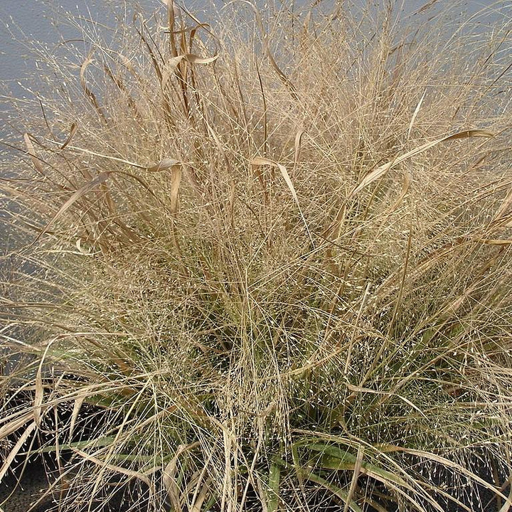 Eragrostis spectabilis ~ Lovegrass púrpura