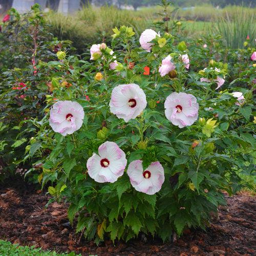 Hibiscus 'Ballet Slippers' ~ Summerific® Ballet Slippers Hibiscus