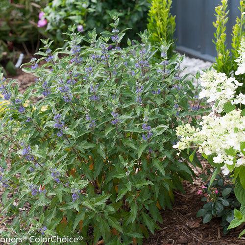 Caryopteris x clandonensis 'CT-9-12' ~ Más allá de la medianoche® Barba Azul