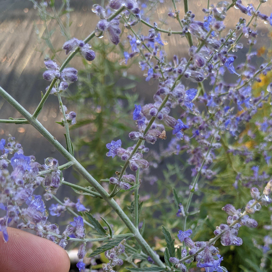 Perovskia atriplicifolia ~ Russian Sage