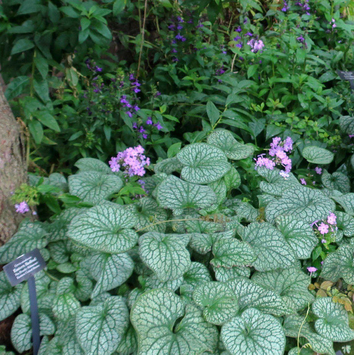 Brunnera macrophylla 'Alexander's Great' ~ Alexander's Great Siberian Bugloss