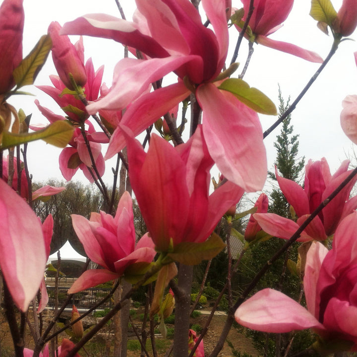 Magnolia x 'Daybreak' ~ Daybreak Magnolia