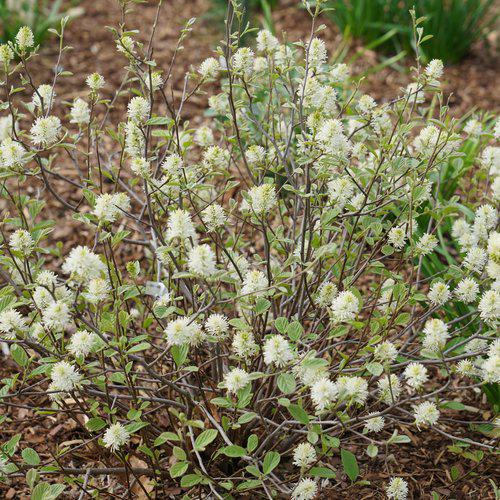 Fothergilla x intermedia 'NCFI1' USPP 34,139 ~ Legend of the Small® Fothergilla