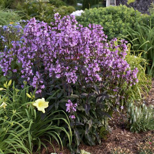 Penstemon ‘Midnight Masquerade’ ~ Midnight Masquerade Beardtongue