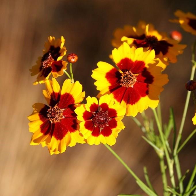 Coreopsis x 'Cosmic Eye' ~ Big Bang™ Cosmic Eye Tickseed