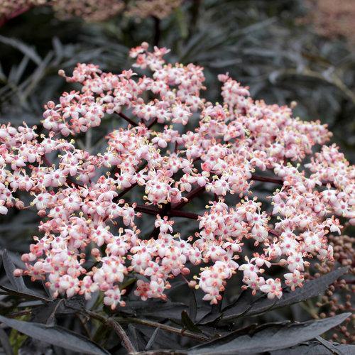 Sambucus nigra 'Eva' ~ Black Lace® Saúco 