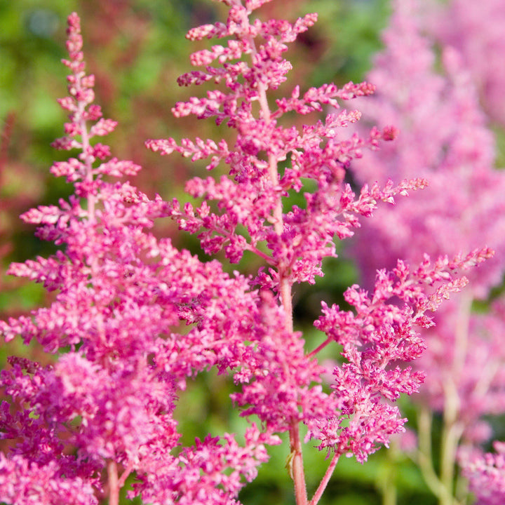 Astilbe japonica 'Rheinland' ~ Rheinland Japanese Astilbe