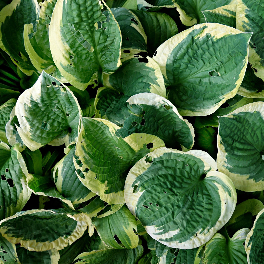 Hosta 'Earth Angel' ~ Earth Angel Hosta