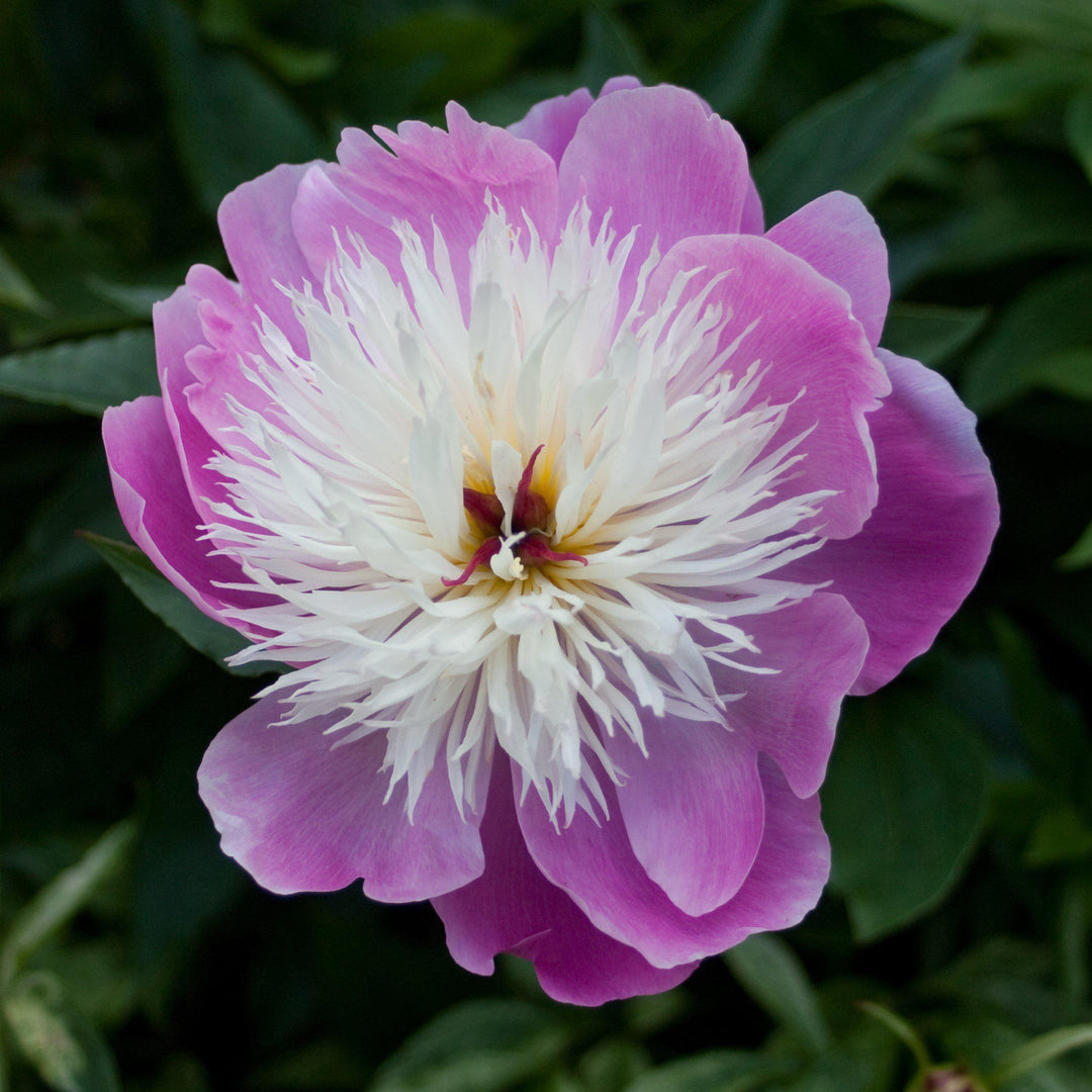 Paeonia lactiflora 'Bowl of Beauty' ~ Bowl of Beauty Peony