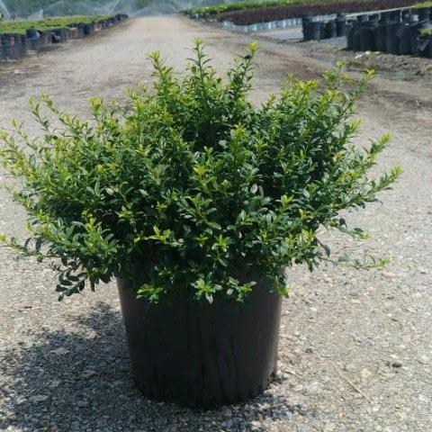 Ilex crenata 'Soft-Touch' ~ Acebo japonés de tacto suave