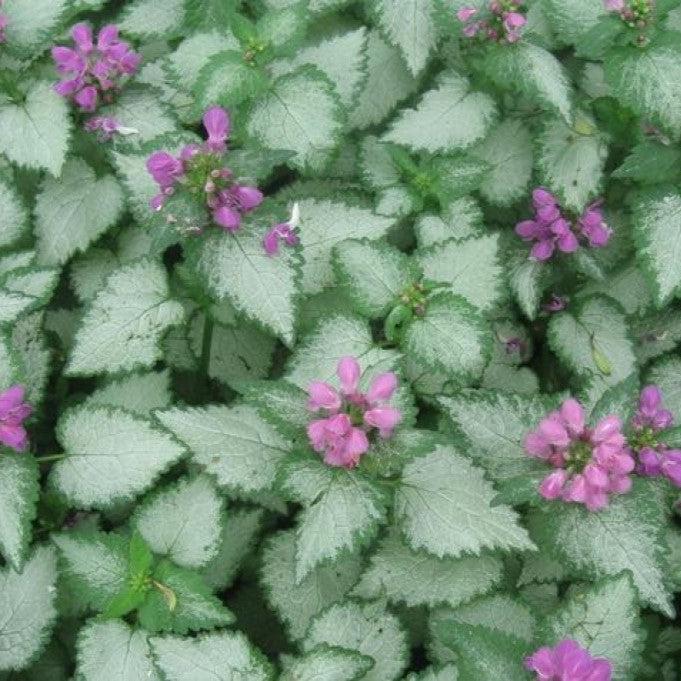 Lamium maculatum 'Orchid Frost' ~ Orchid Frost Deadnettle