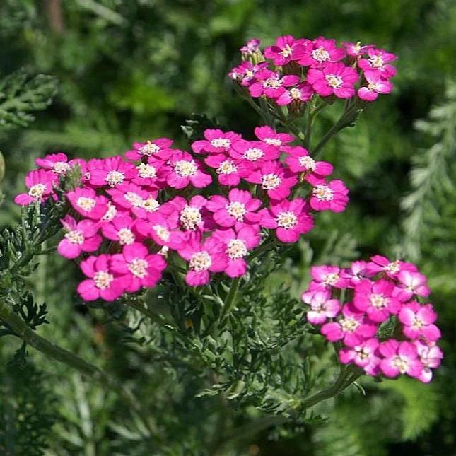 Achillea millefolium 'Oertel's Rose' ~ Oertel's Rose Yarrow