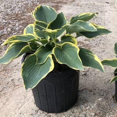 Hosta 'First Frost' ~ First Frost Hosta