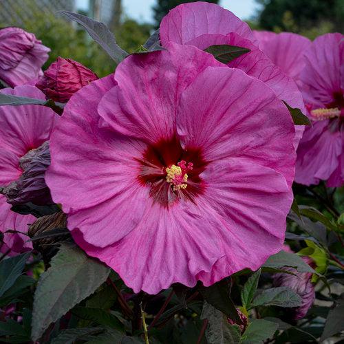 Hibiscus 'Berry Awesome' PP27936 ~ Summerific® Berry Awesome Hibiscus