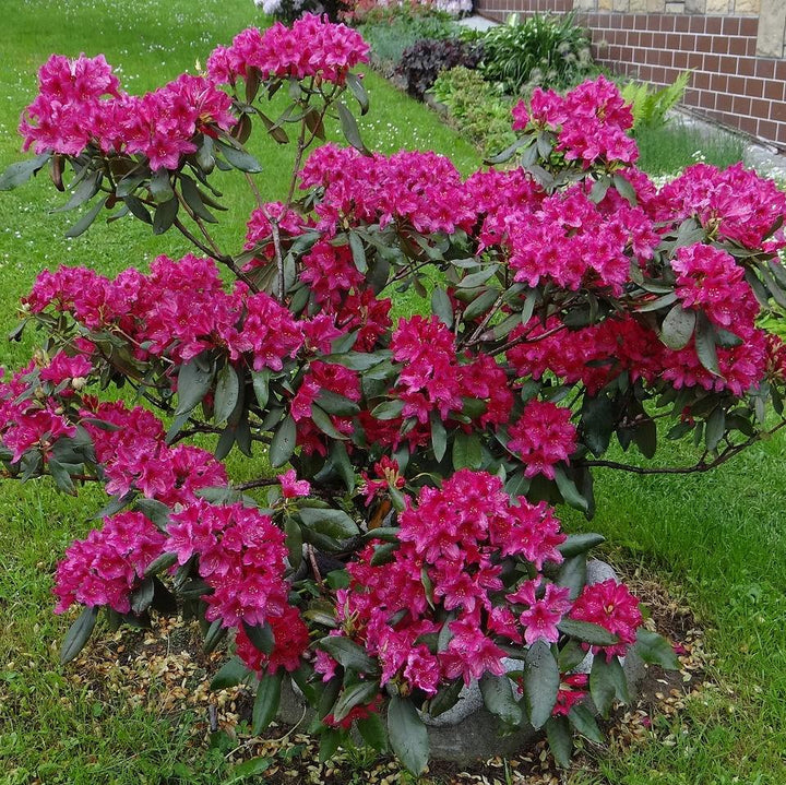 Rododendro 'Nova Zembla' ~ Rododendro de Nova Zembla