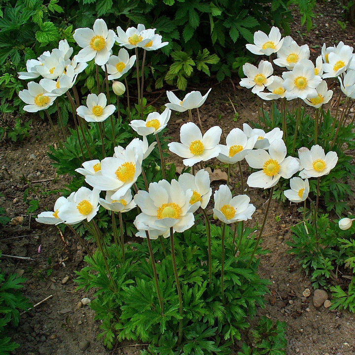 Anemone sylvestris ~ Snowdrop Anemone