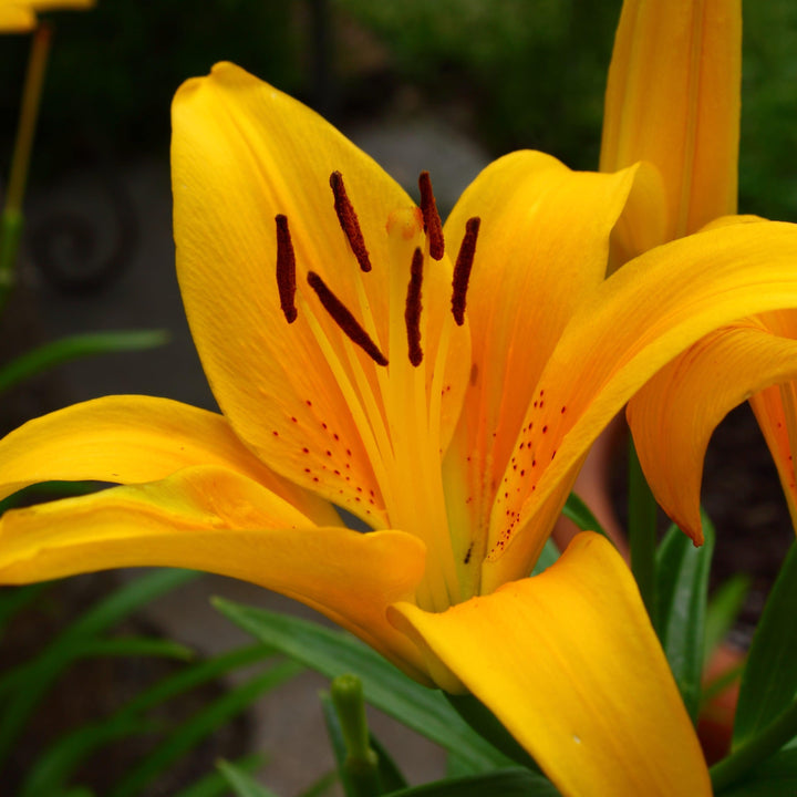 Lilium 'Tiny Bee' ~ Lily Looks™ Tiny Bee Asiatic Lily