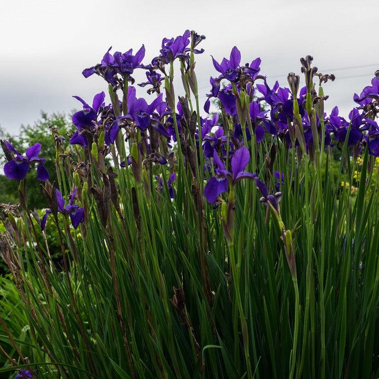 Iris sibirica Caesar's Brother ~ 'Caesar's Brother' Siberian Iris