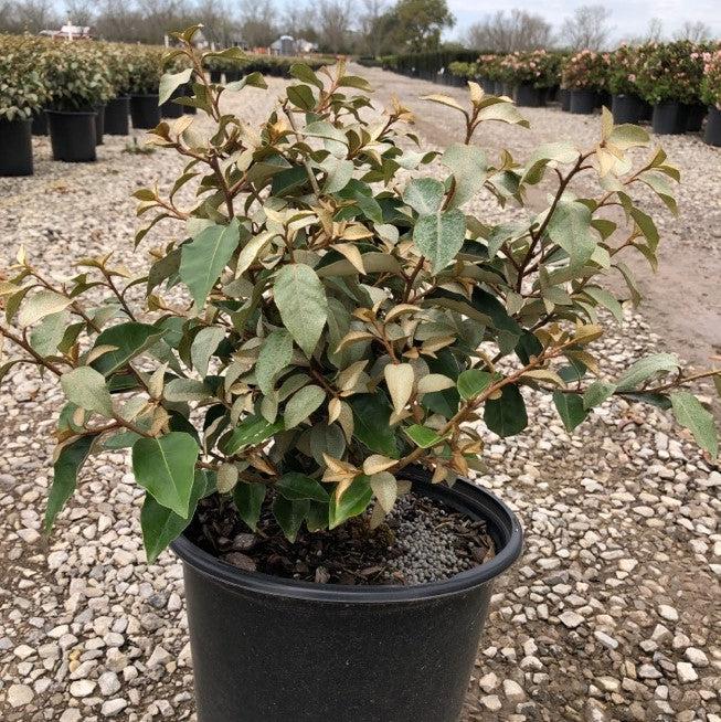 Elaeagnus x ebbingei ~ Ebbinge's Silverberry, Oleaster