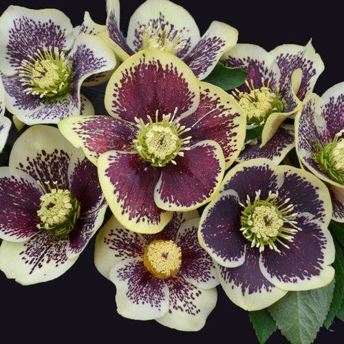 Helleborus 'Rio Carnival' ~ Honeymoon® Rio Carnival Lenten Rose